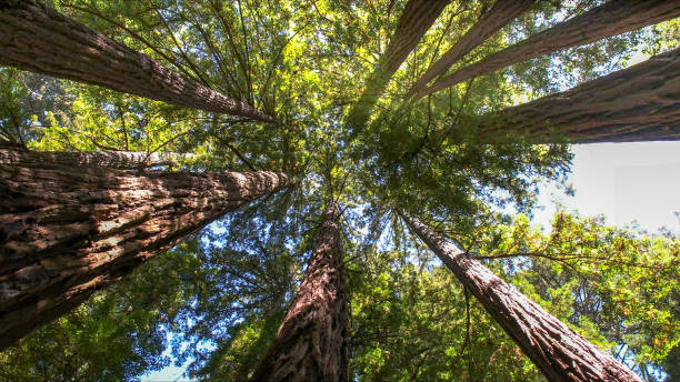 How Our Tree Care Process Works  in  Hudson, TX