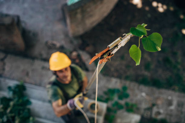 Best Fruit Tree Pruning  in Hudson, TX