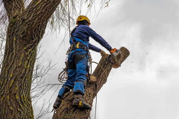 Best Palm Tree Trimming  in Hudson, TX